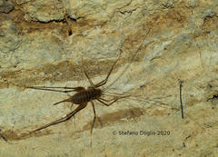 Dolichopoda geniculata