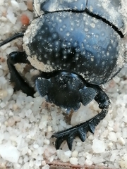 Scarabaeus cicatricosus