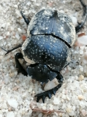 Scarabaeus cicatricosus