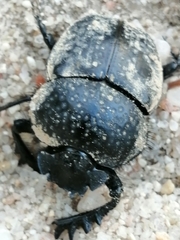 Scarabaeus cicatricosus