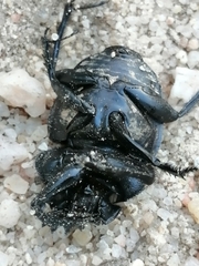 Scarabaeus cicatricosus