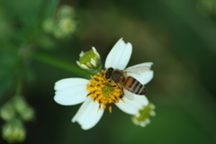 Apis mellifera