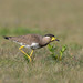 Yellow-wattled Lapwing - Photo (c) Saurabh Agrawal, some rights reserved (CC BY-NC), uploaded by Saurabh Agrawal