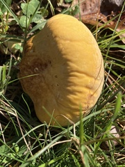 Calvatia rubroflava