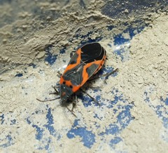 Lygaeus kalmii angustomarginatus