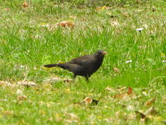 Turdus merula