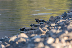 Erythrogonys cinctus