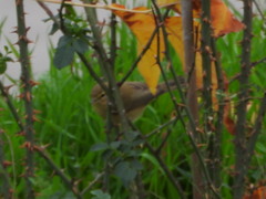 Phylloscopus collybita