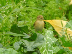 Phylloscopus collybita