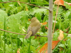 Phylloscopus collybita