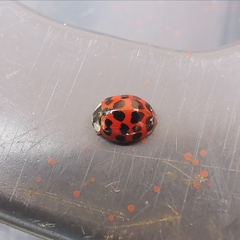 Harmonia axyridis