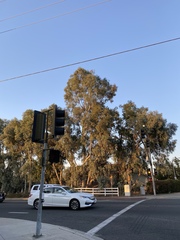 Eucalyptus camaldulensis