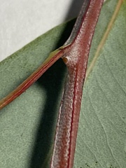 Eucalyptus camaldulensis