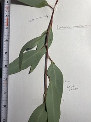 Eucalyptus camaldulensis