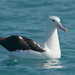 Northern Royal Albatross - Photo (c) Sandy Thomas, some rights reserved (CC BY-NC), uploaded by Sandy Thomas