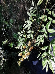 Leucaena macrophylla