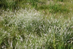 Astragalus melilotoides
