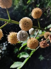 Leucaena macrophylla