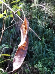 Leucaena macrophylla