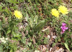 Leontodon biscutellifolius