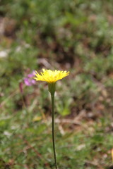 Leontodon biscutellifolius