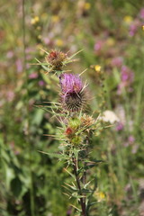 Cirsium laniflorum