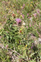 Cirsium laniflorum