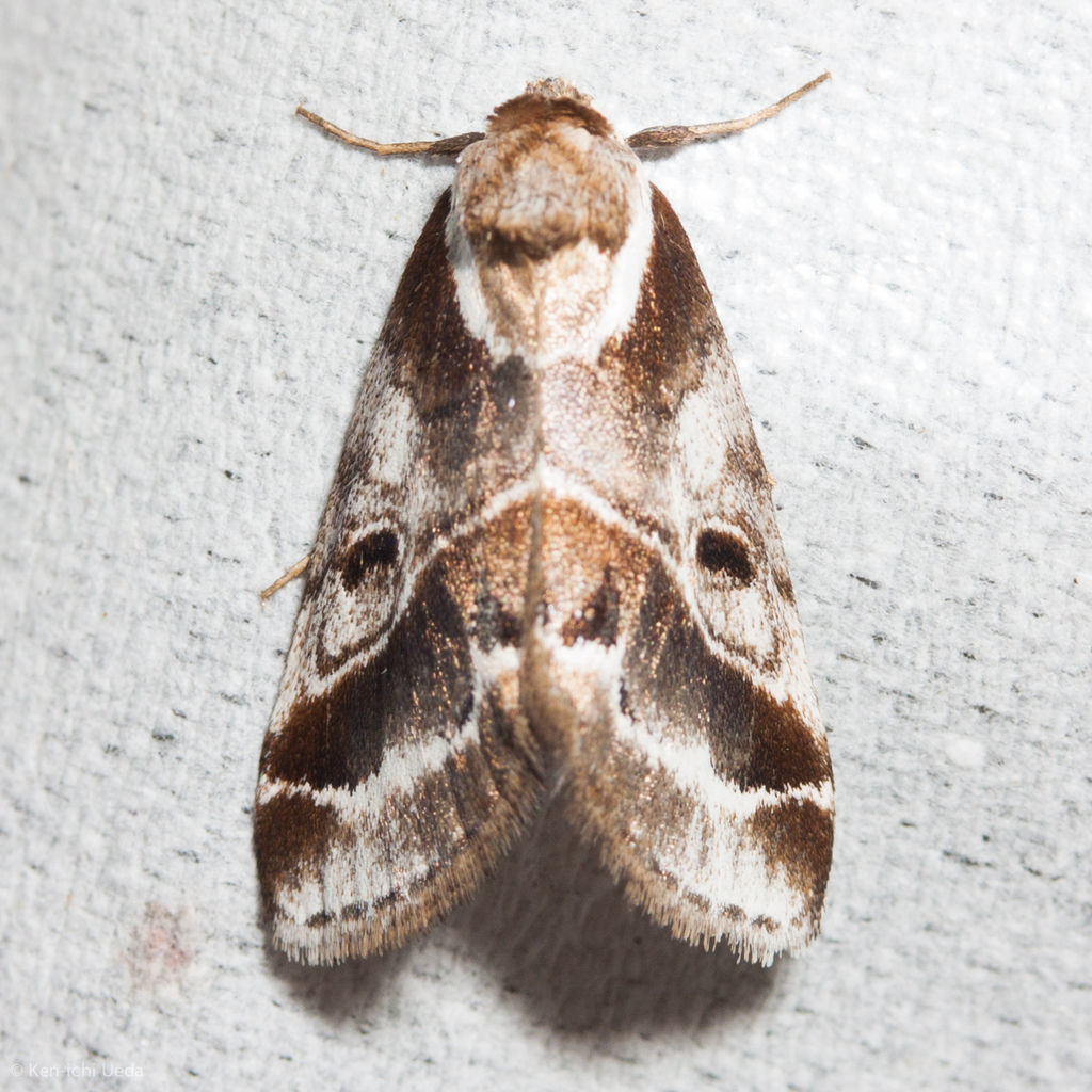 Doubleday's Baileya