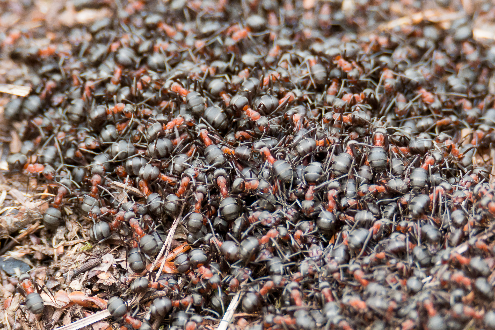 Formica polyctena