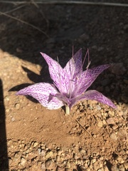 Colchicum variegatum