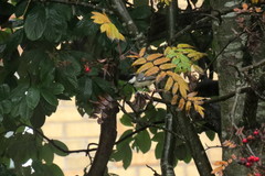 Periparus ater britannicus