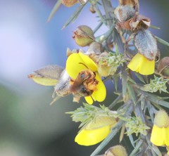 Cadeguala occidentalis