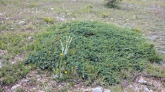 Juniperus communis hemisphaerica