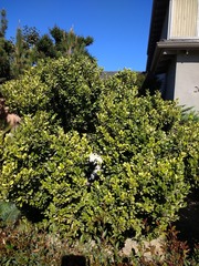 Buxus sempervirens