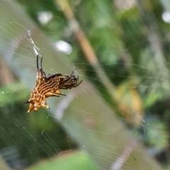Micrathena gracilis