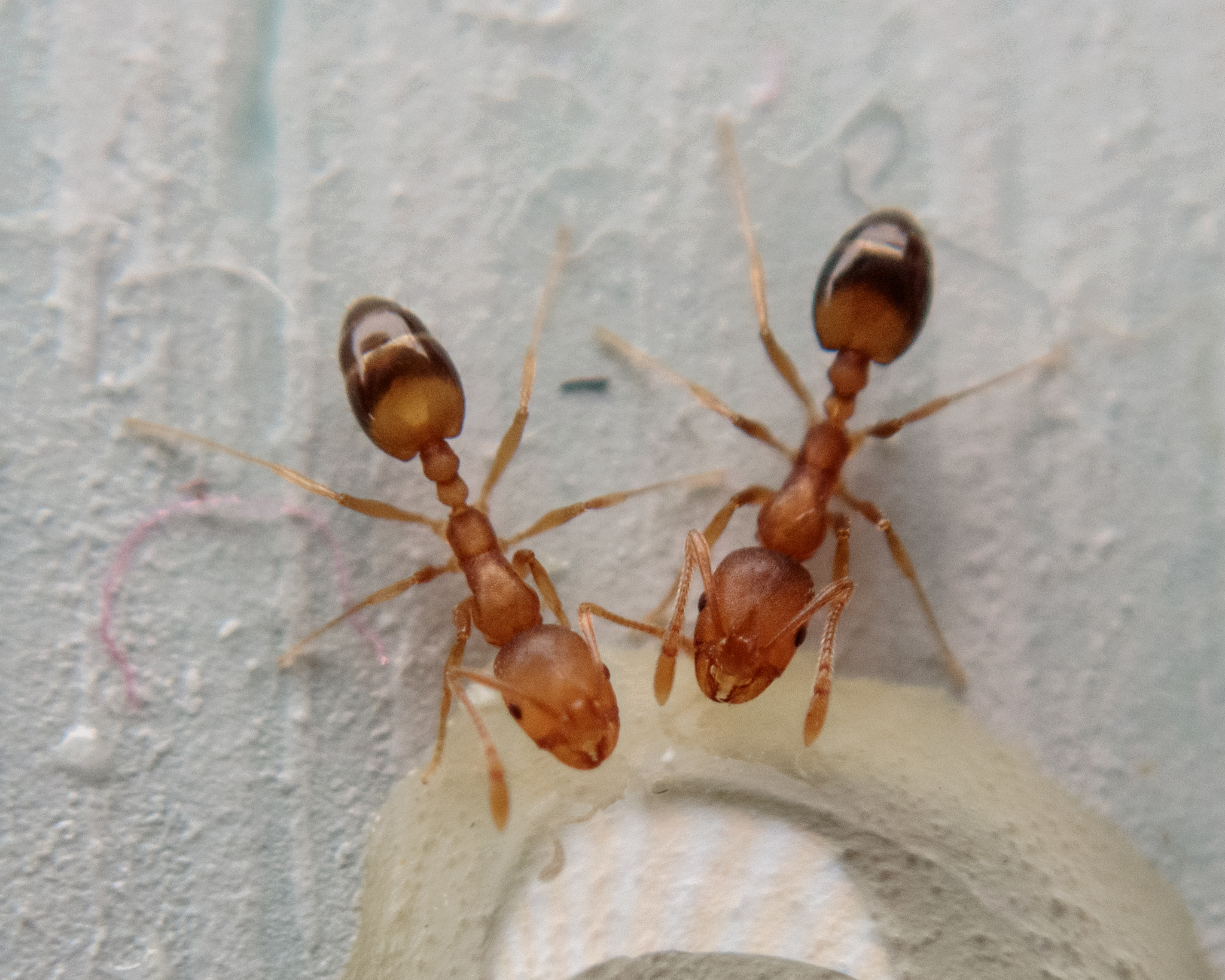 Monomorium pharaonis
