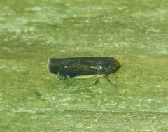 Deltocephalini