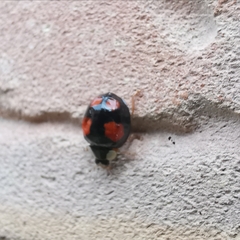 Harmonia axyridis