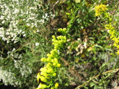 Solidago stricta