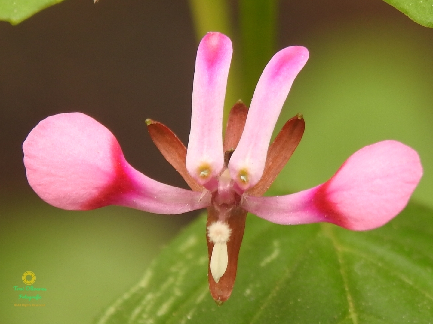 Lopezia racemosa