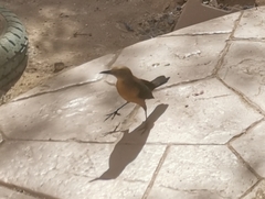 Quiscalus mexicanus