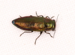 Pseudanilara