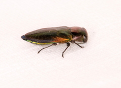 Pseudanilara