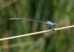 Platycnemis kervillei