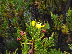 Hypericum laricifolium