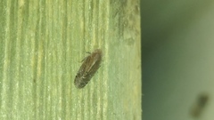 Catonia