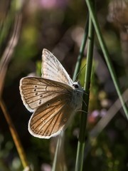 Polyommatus fulgens