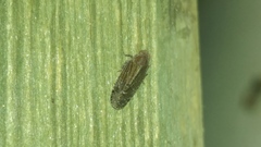 Catonia