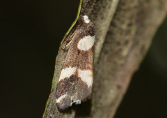 Thallarcha phalarota