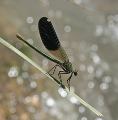 Calopteryx splendens intermedia